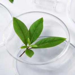 Plant Extracts Catalogue