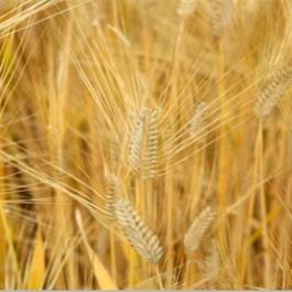Wheat Oligopeptide 